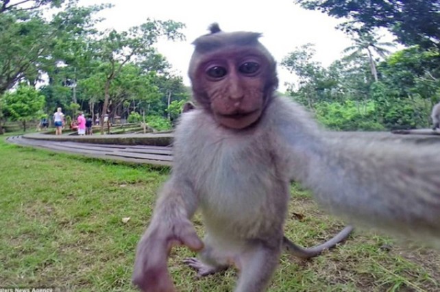 Nombre:  autorretrato-del-macaco-que-robo-camara-unos-turistas-1435157122739.jpg
Visitas: 1555
Tama�o: 80.2 KB