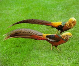 Nombre:  Faisanes FL 1.jpg
Visitas: 400
Tama�o: 18.7 KB