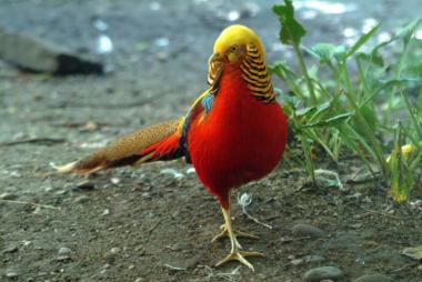 Nombre:  Faisanes FL 2.jpg
Visitas: 424
Tama�o: 20.3 KB