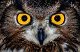Avatar de NiteOwl