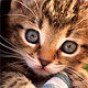 Avatar de Tyrex