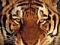 Avatar de tigre