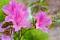 Avatar de Azalea M�stica
