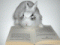 Avatar de laurez10