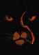 Avatar de Blacksad