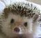 Avatar de Porcupain